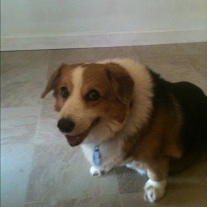 Meet your Posher, Darla